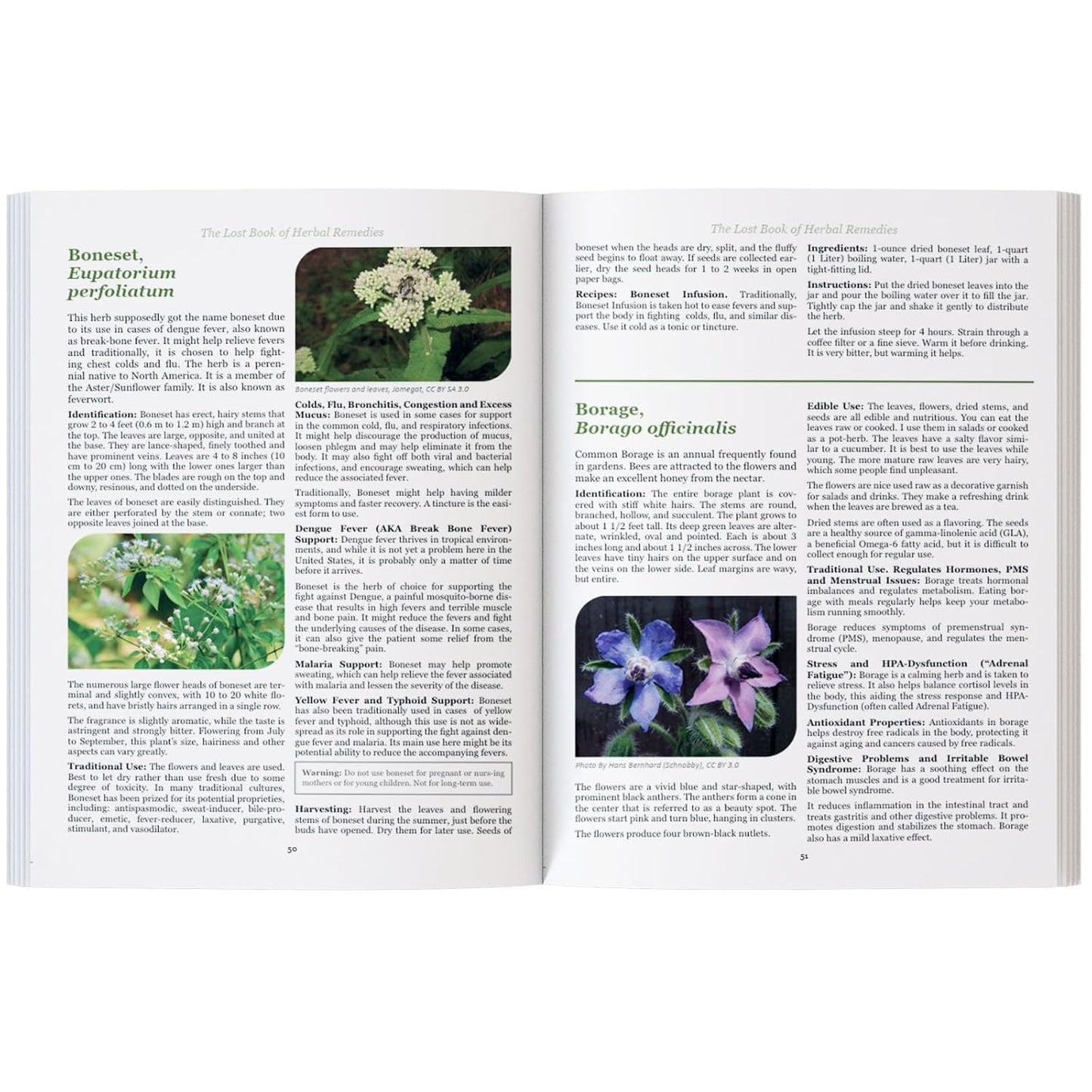 The Lost Book of Herbal Remedies: 800+ Medicinal Plants & Natural Home Remedies